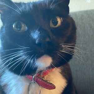 Meet your Posher, Maxwell